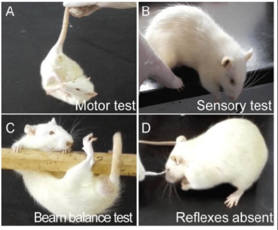 Neurologically Valid Animal Models and Neurological Assessment in Preclinical Studies